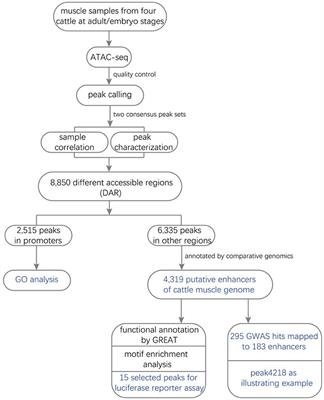 Comparative Enhancer Map of Cattle Muscle Genome Annotated by ATAC-Seq